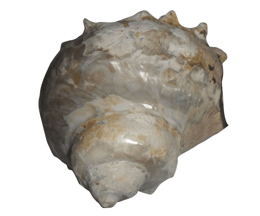 Australian Mother of Pearl Co. Pty Ltd